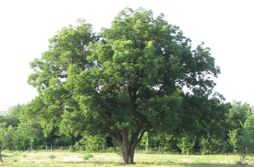 http://phucthao.com/images/products/hathodao/large/pecan-tree.jpg